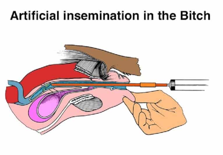 canine artificial insemination manchester