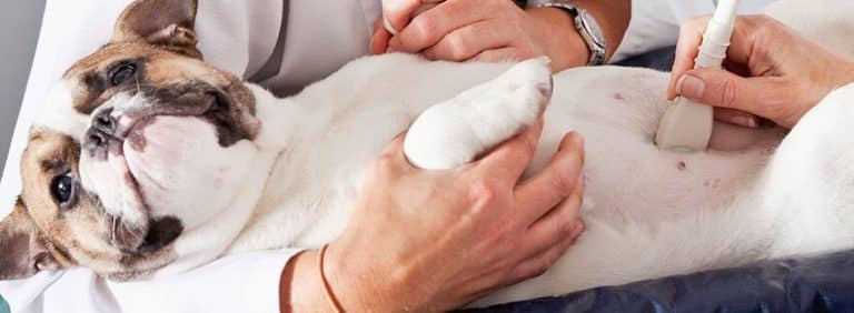 k9 ultrasound scanning