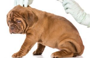 k9 fertility clinic near me