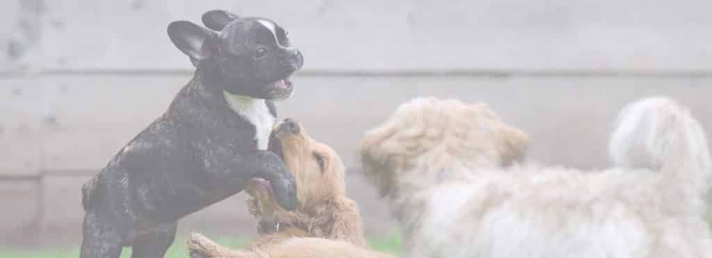 k9 fertility services cheshire