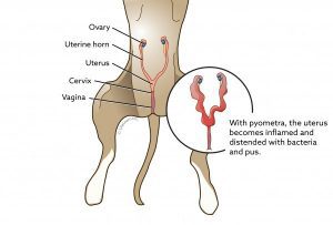 mobile pet scanning, K9 pregnancy scan, Manchester pet scanning, canine pregnancy scanning