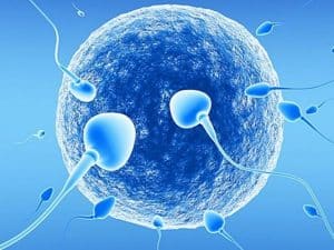 canine artificial insemination