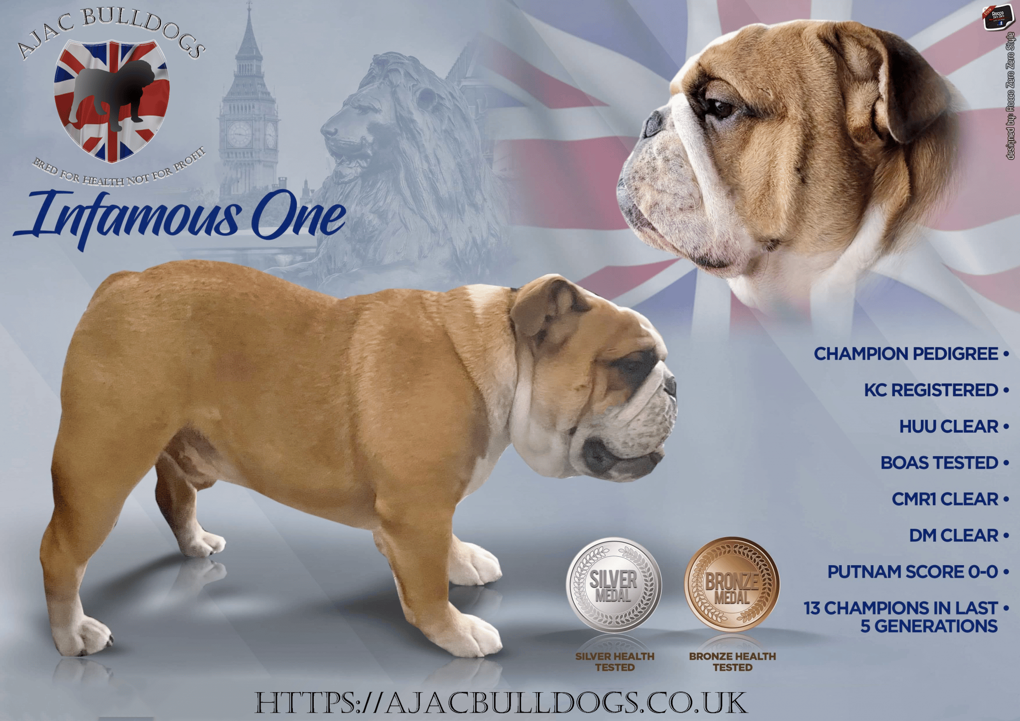 English bulldog stud dog