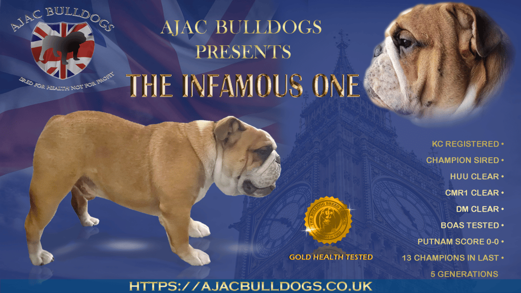 gold health tested english bulldog stud dog