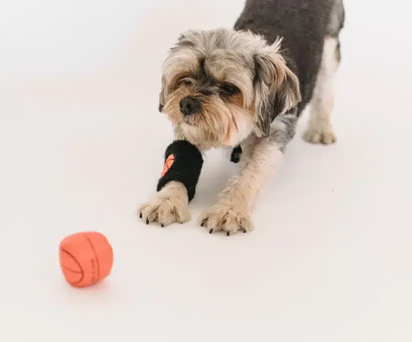 K9 fertility services