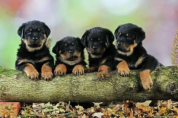 rottweiler puppies for sale