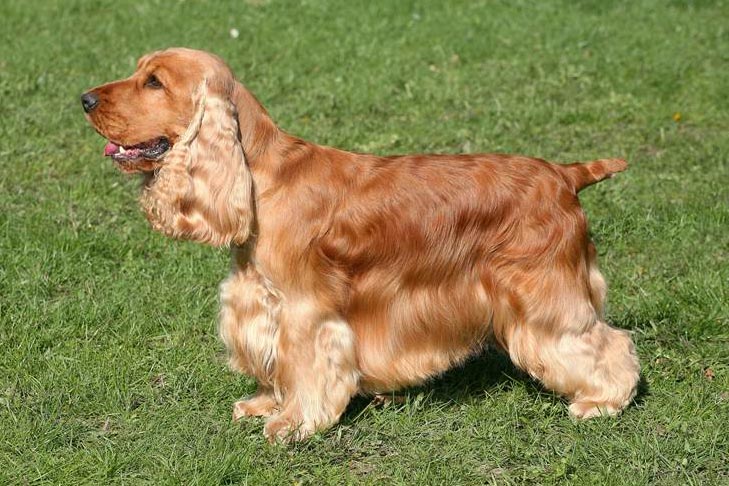 cocker spaniel stud dog
