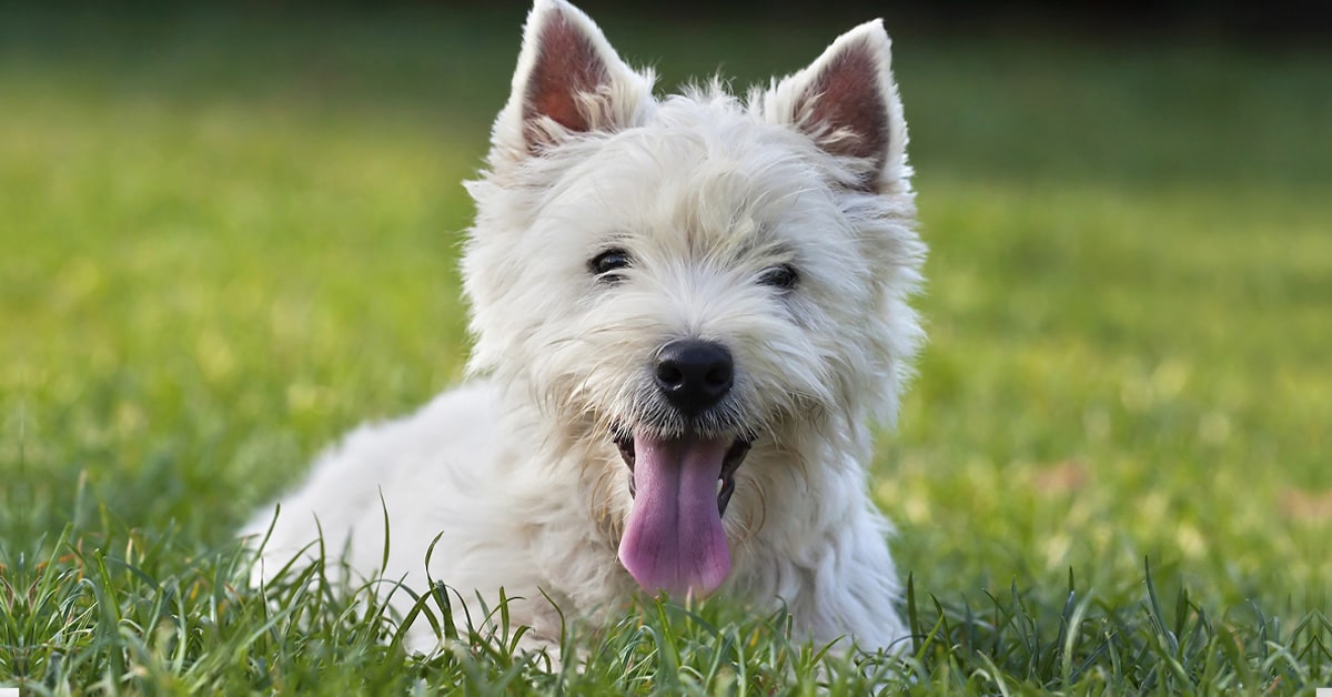 Yorkshire Terrier stud dog