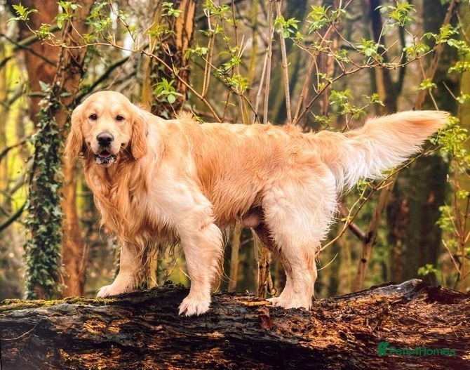 golden retriever stud