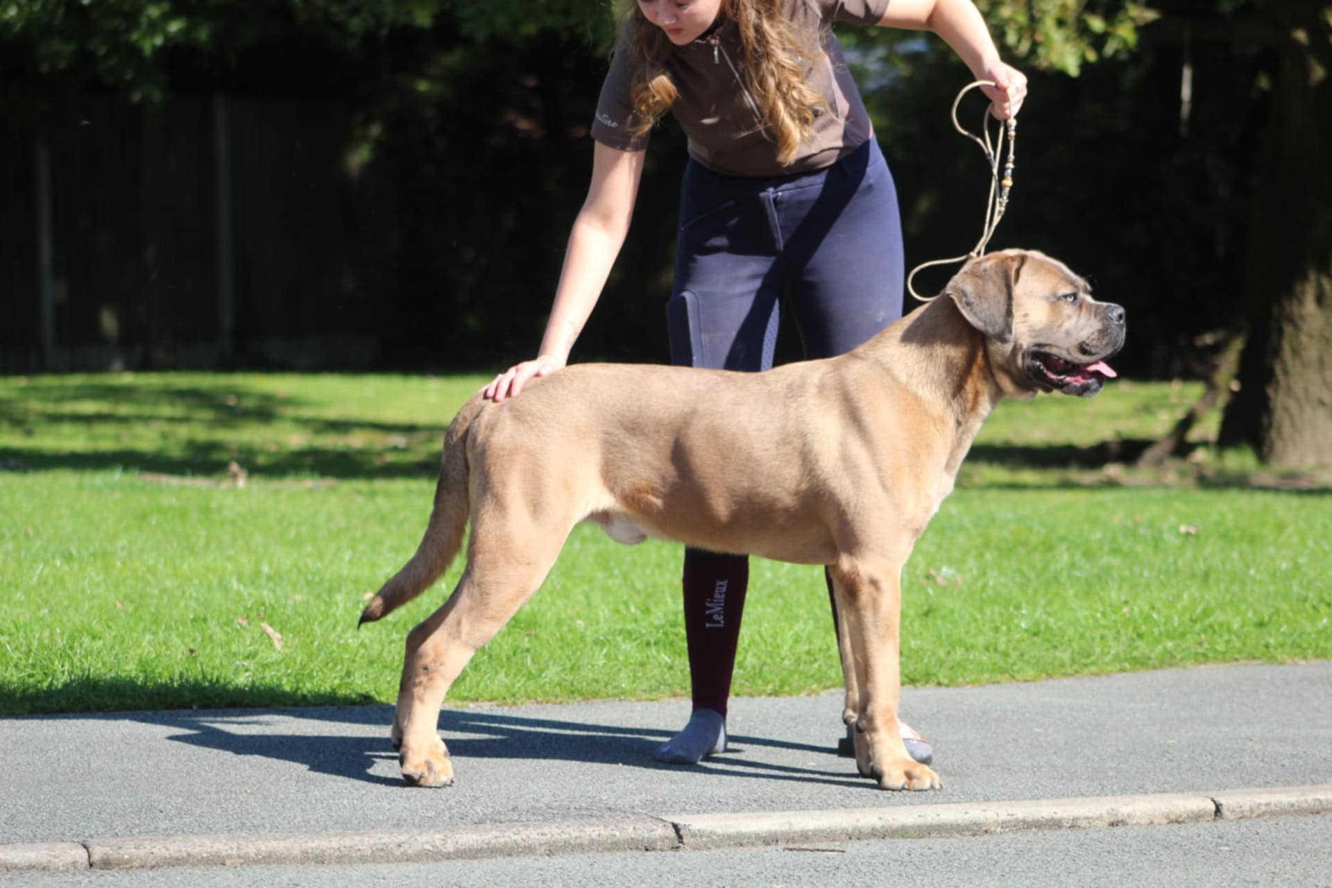 Cane Corso stud dog