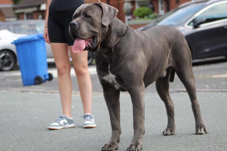 Cane Corso stud dog